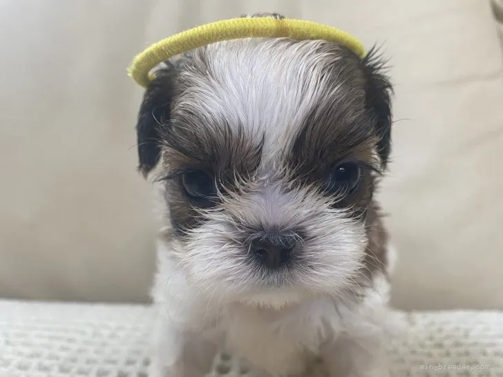 ID：2109-01055の子犬