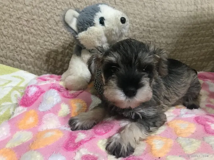 ID：1910-02565の子犬