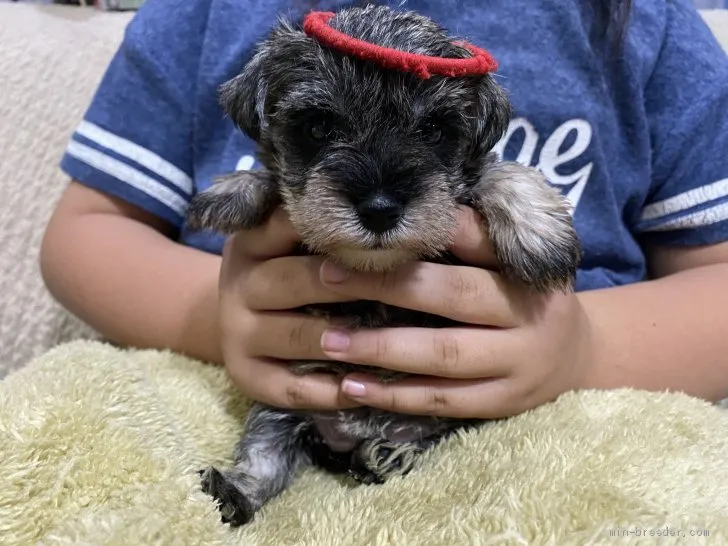 ID:2009-02769の子犬