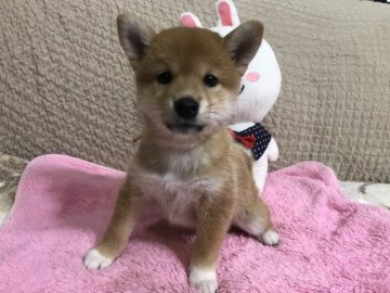 柴犬(標準サイズ)【北海道・女の子・2019年8月20日・赤】の写真「可愛らしいお顔です」