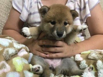 柴犬(標準サイズ)【北海道・女の子・2019年8月20日・赤】の写真「綺麗な赤の女の子」