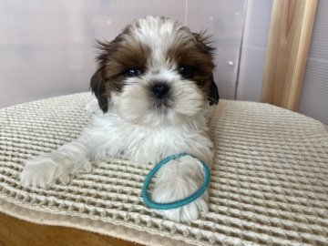 シーズー【北海道・男の子・2020年2月10日・ホワイト&ゴールド】の写真「おっとり男子」