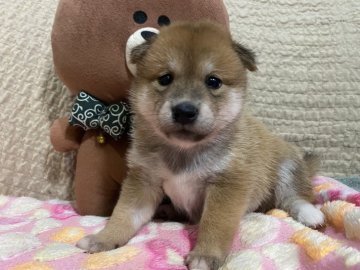 柴犬(標準サイズ)【北海道・女の子・2020年9月9日・赤】の写真「ムチムチコロコロ」