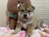 柴犬(標準サイズ)【北海道・女の子・2020年9月9日・赤】の写真1