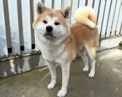 秋田犬【・男の子・2021年8月9日・赤】
