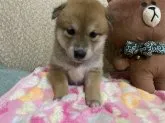 柴犬(標準サイズ)【北海道・女の子・2020年9月9日・赤】の写真4