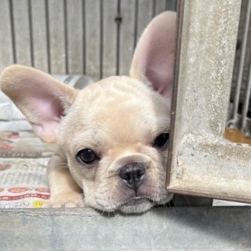 フレンチブルドッグ【福岡県・女の子・2025年8月29日・クリーム】の写真「陽気で元気いっぱい人見知りしない女の子」