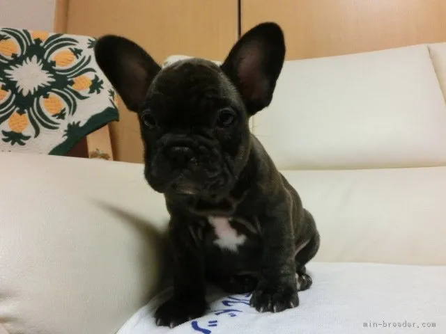 ID：1612-00266の子犬