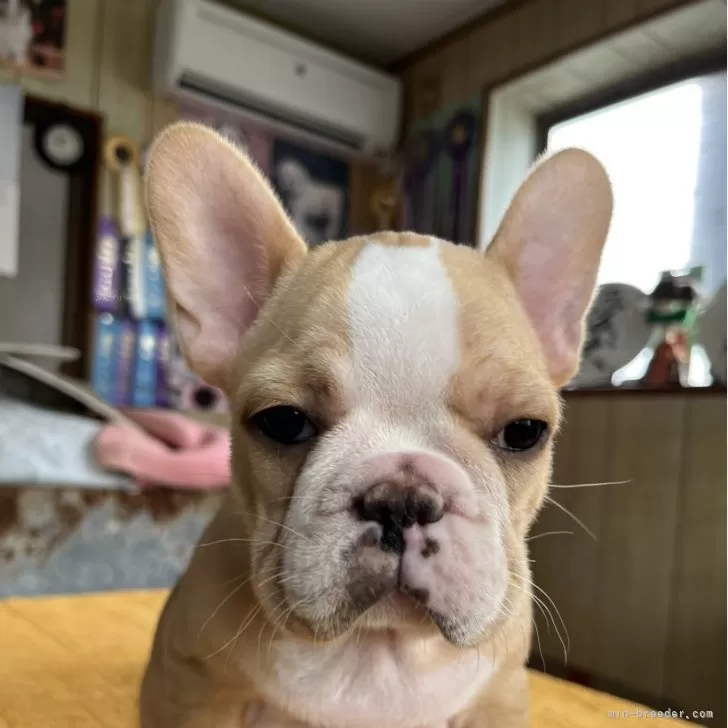 T.Ｉ 様のお迎えした子犬
