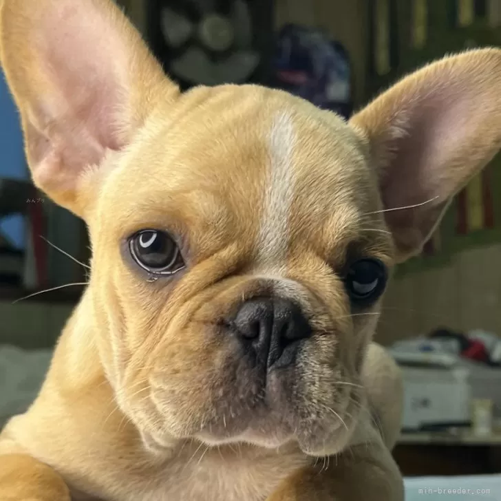 ID:2410-02952の子犬