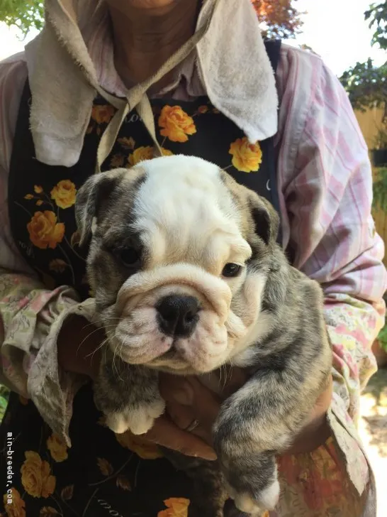 ID：1908-01763の子犬