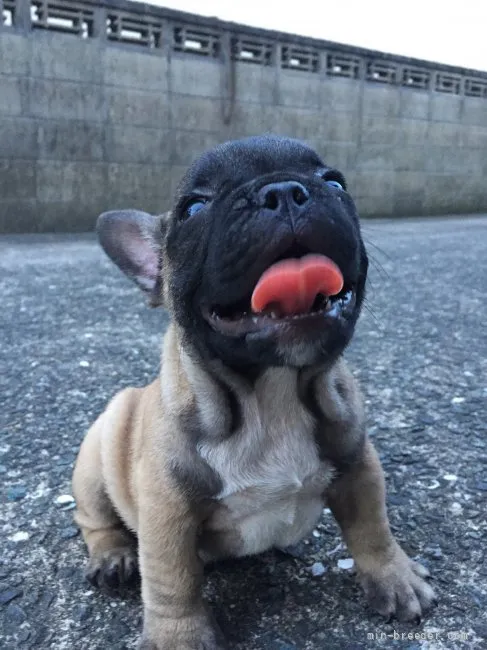 ID：2107-02257の子犬