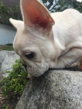 フレンチブルドッグ【福岡県・女の子・2018年6月1日・クリーム】の写真「小ぶりの陽気な女の子」