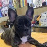 フレンチブルドッグ【福岡県・女の子・2023年4月15日・ブリンドル】の写真1