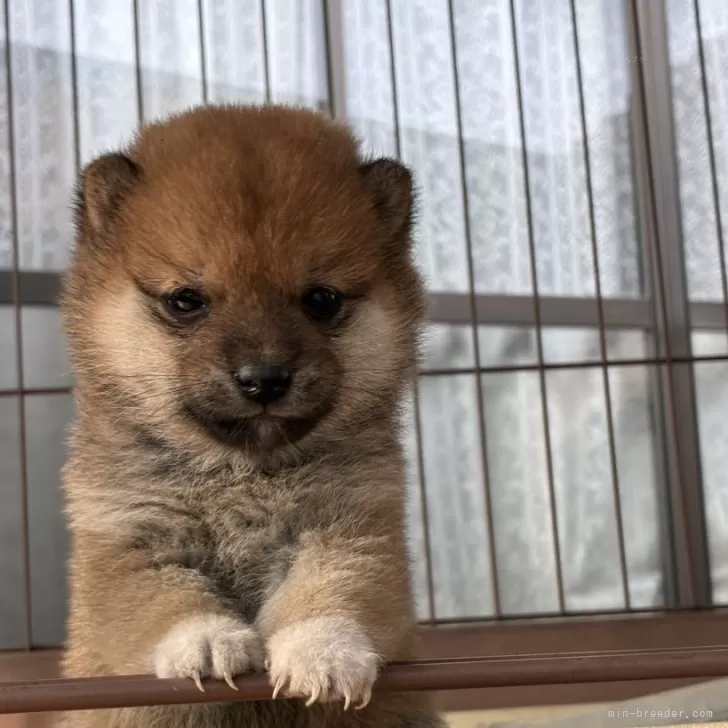 豆柴【大分県・女の子・2025年10月1日・赤】の写真1