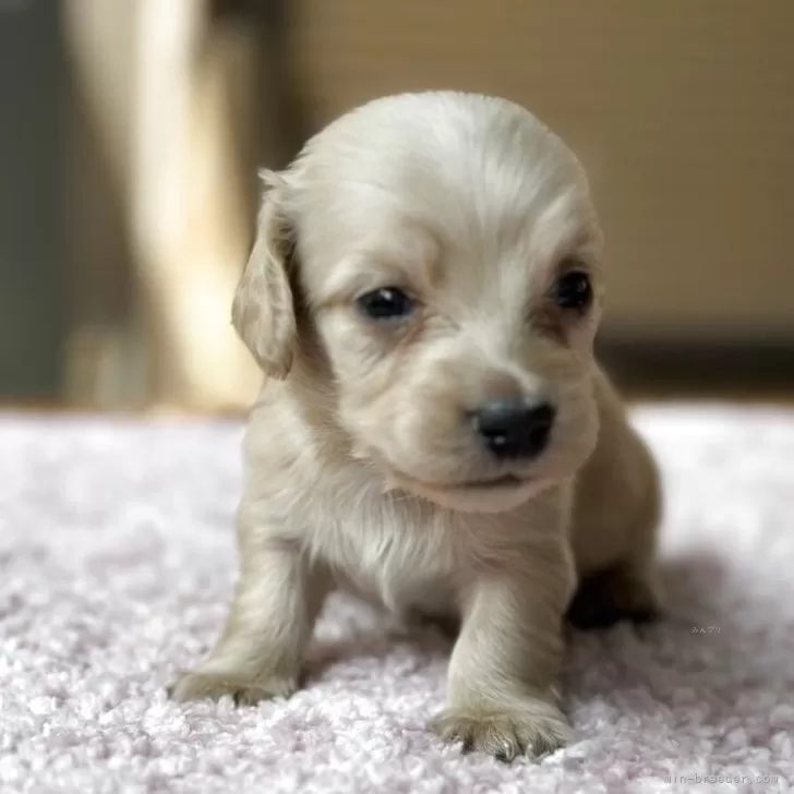 ID:2506-00232の子犬