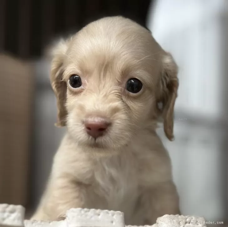 ID：2504-06664の子犬