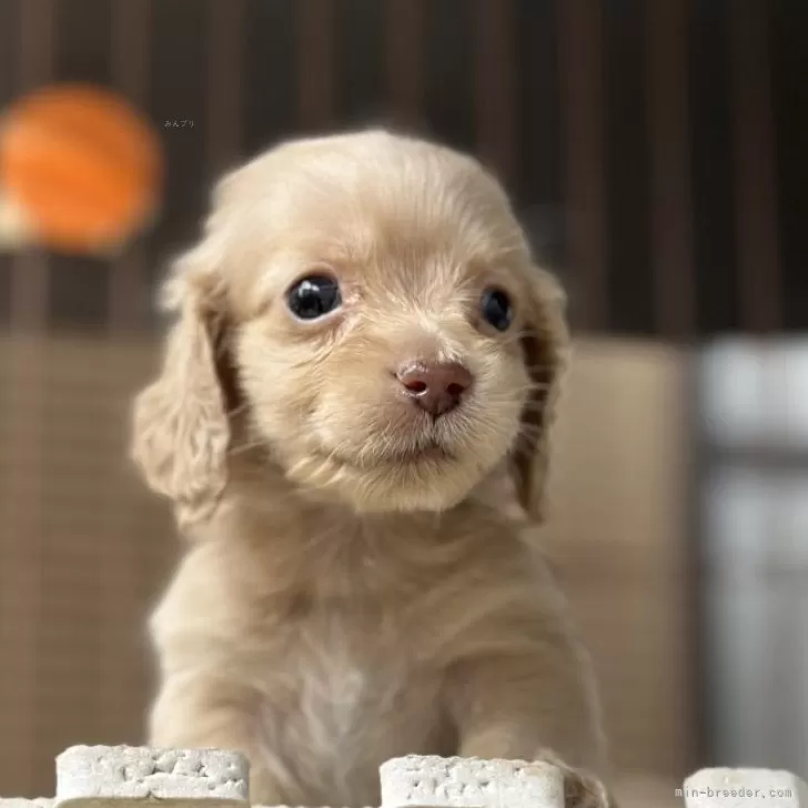 ID：2504-06667の子犬