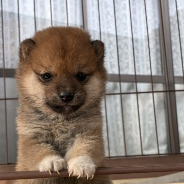 豆柴【大分県・女の子・2025年10月1日・赤】の写真「少し小ぶりの可愛い女の仔です。」
