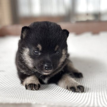 柴犬(豆柴)【大分県・女の子・2025年5月26日・黒】の写真「希少な黒豆柴♡とっても可愛い女の仔♡」