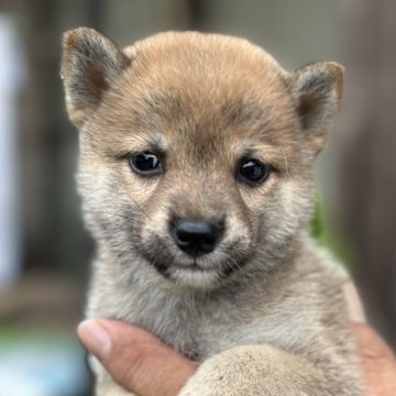柴犬(豆柴)【大分県・女の子・2025年7月21日・赤】の写真「♡可愛い顔の女の仔♡」