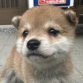 柴犬(豆柴)
