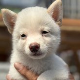 柴犬(豆柴)