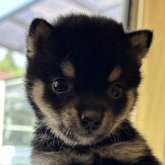 柴犬(豆柴)