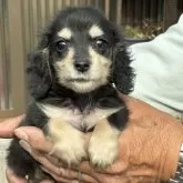 ミニチュアダックスフンド(ロング)【大分県・女の子・2025年10月5日・ブラックイエロー】の写真1