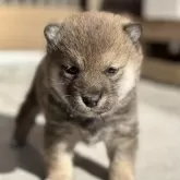 豆柴【大分県・男の子・2025年1月14日・赤】の写真1