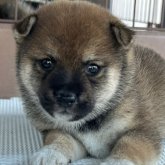 柴犬(豆柴)