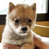 柴犬(豆柴)