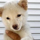 柴犬(豆柴)