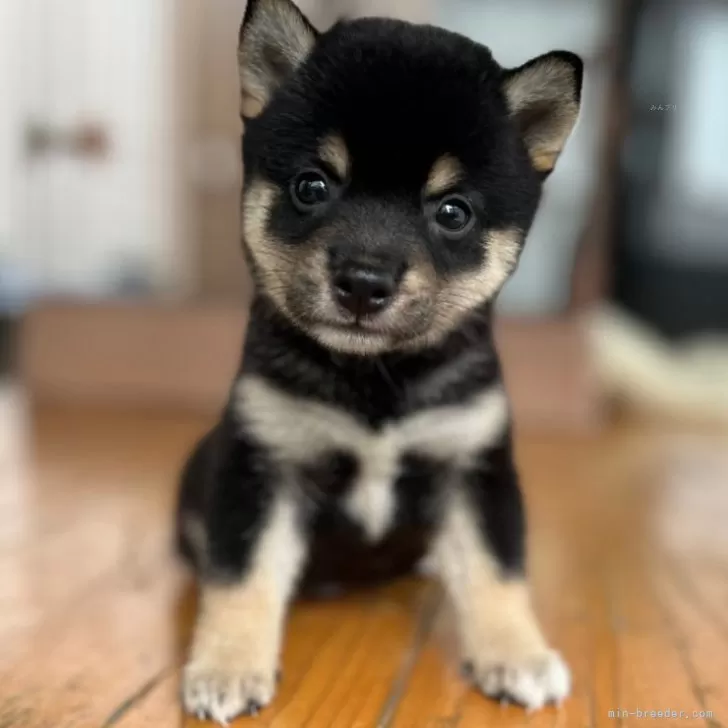 ID:2409-04208の子犬