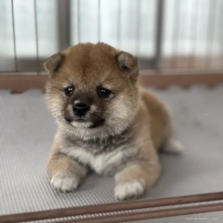 ID：2310-00606の子犬