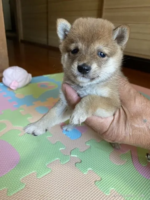 ID:2010-00772の子犬