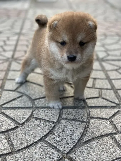 ID:2202-04206の子犬