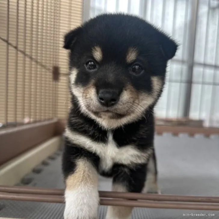 ID:2307-02321の子犬