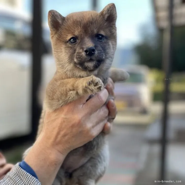 ID:2312-00861の子犬