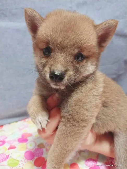 ID:1909-02094の子犬