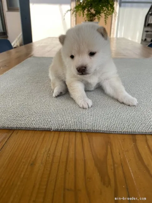 ID:2105-03361の子犬