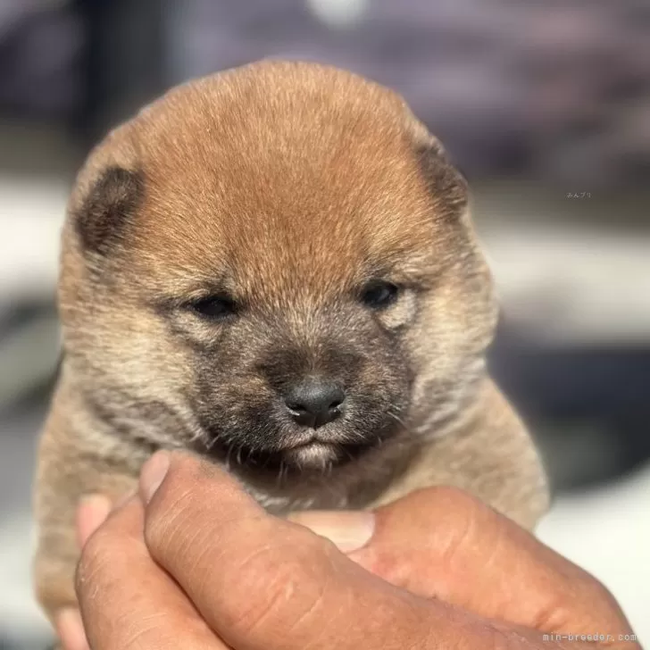 ID:2405-04589の子犬