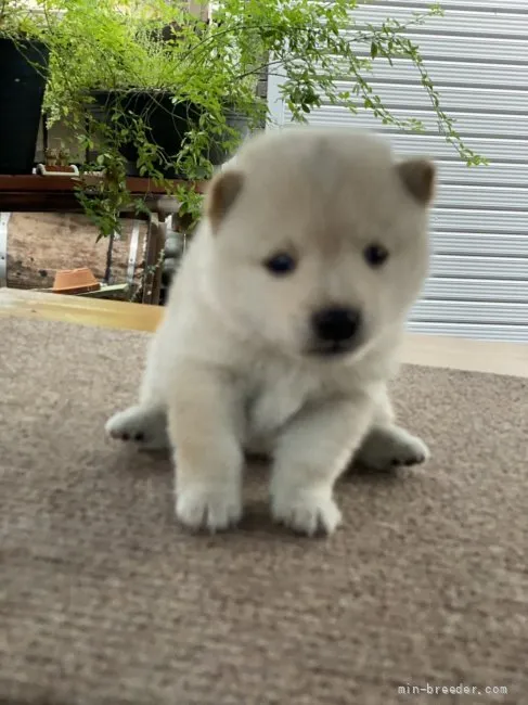 ID：2107-01173の子犬