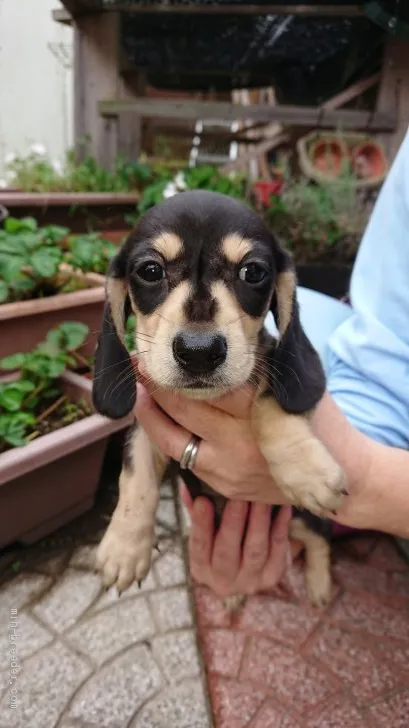 ID：1910-01176の子犬