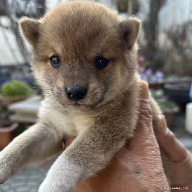 ID:2301-00474の子犬