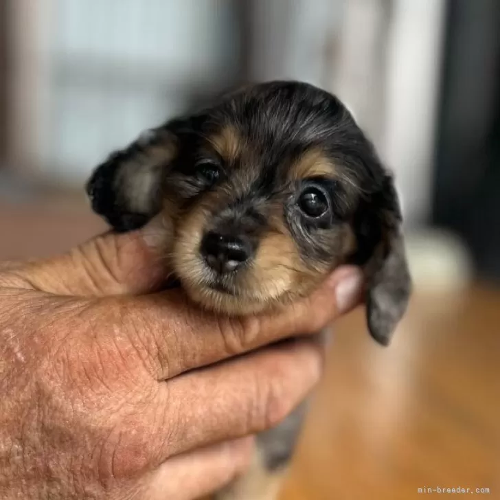 ID:2409-04221の子犬
