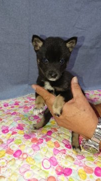 柴犬(豆柴)【大分県・女の子・2019年7月30日・黒】の写真「クリクリした目が可愛いです(^-^)」