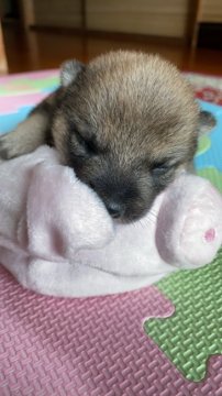 柴犬(豆柴)【大分県・男の子・2020年11月3日・赤】の写真「☆おっとり穏やかな男の仔☆」