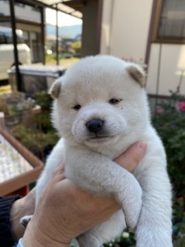 柴犬(豆柴)【大分県・男の子・2020年11月6日・白】の写真「♡白くまみたいな可愛い男の仔♡」