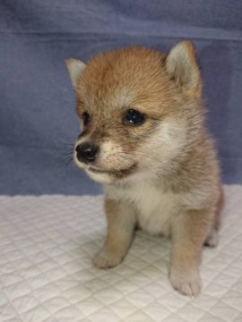 柴犬(豆柴)【大分県・女の子・2019年12月21日・赤】の写真「美人で可愛い女の仔です♡」